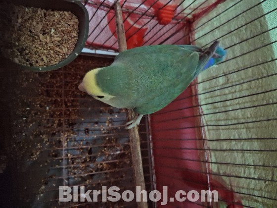 Lovebird male
